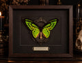 THE EMERALD HEIRLOOM